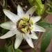 Sadnice - puzavice: Hristov venac - Passiflora caerulea, slika1